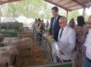 Medio centenar de ganaderos de la zona acuden a la feria Ovicampos de Villalpando El delegado de la Junta exalta la "calidad" de los ejemplares expuestos y destaca la "gran pujanza" de cooperativas "punteras" en la comarca